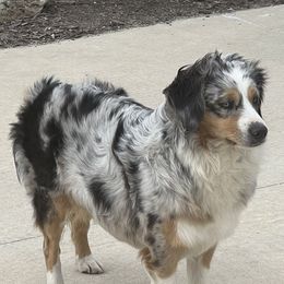 Miniature Australian Shepherd All Grown Up from Darcie Clingan