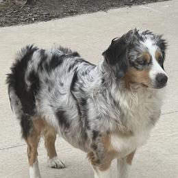 Miniature Australian Shepherd All Grown Up from Darcie Clingan