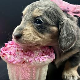 Juliet AKC limited - Blue and cream female Dachshund puppy in Bartlesville, Oklahoma from OkieDokieDox