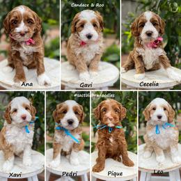 Boy 1 - Caramel male Australian Labradoodle puppy in Elk Grove, California from Sacto Labradoodles