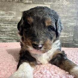 Reba - Blue merle female Bernedoodle puppy in Camden, Michigan from FurEver Friends Finder