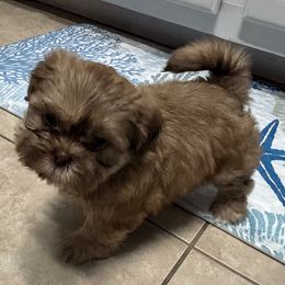 Shih Tzu Puppies from Staci Paysinger