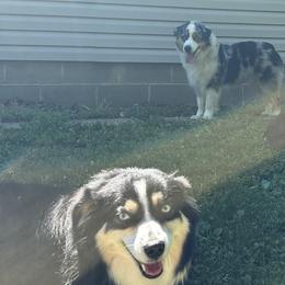 Miniature American Shepherds from Bond’s MAS