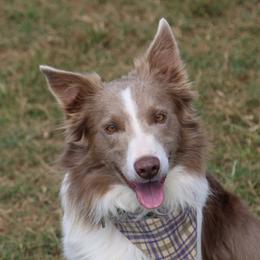 T-dog - Border Collie