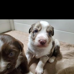 Australian Shepherd Puppies from DoubleL Aussies
