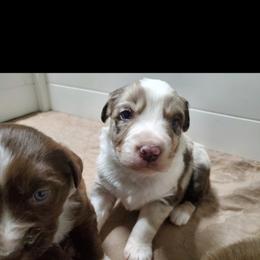 Australian Shepherd Puppies from DoubleL Aussies
