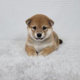 Makuri - Red female Shiba Inu puppy in Sacramento, California from Shiba Inu of Matrix