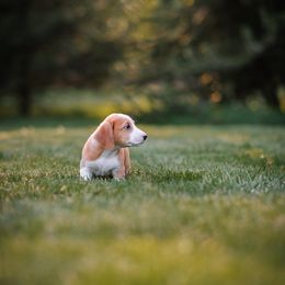 Orange - Red female Drever puppy in Yelm, Washington from Cedarhollow