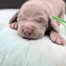 Doc Brown - Silver gray male Weimaraner puppy in Evart, Michigan from Drehbar Weimaraners