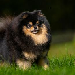 Devin - Pomeranian
