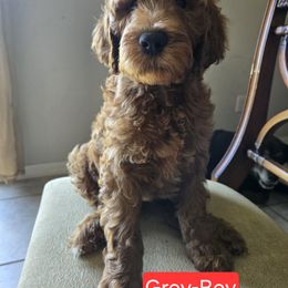 Goldendoodle Puppies from Miriam Williams