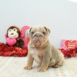 Rocky - Chocolate tri-color male Bulldog puppy in Lewisberry, Pennsylvania from Salted Rim Corgis