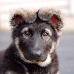 Shiloh Shepherd Puppies from Solace Shilohs