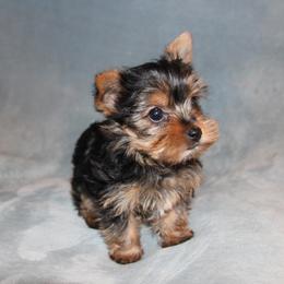 Isaac - Black and tan male Yorkshire Terrier puppy in Saint Clair, Missouri from Missouri Yorkies