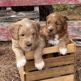 Goldendoodles from Simply Sweet Doodles