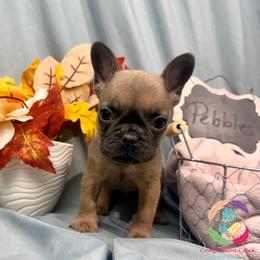 Pebbles - Blue fawn female French Bulldog puppy in Bowman, Georgia from Companion Creek Farm