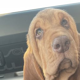 Bloodhounds and Bracco Italianos from Legend Bloodhounds