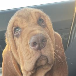 Bloodhounds and Bracco Italianos from Legend Bloodhounds