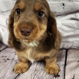 Thumper (green collar) - Dapple male Dachshund puppy in Anaconda, Montana from Williams Family Dachshunds