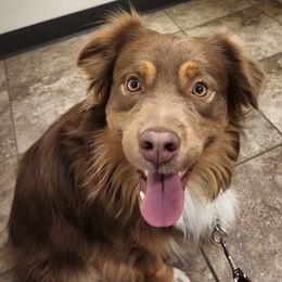Mousse - Miniature Australian Shepherd