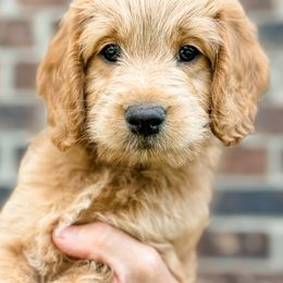 Goldendoodle Puppies from Gentry Doodles