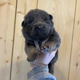 Oliver - Blue male German Shepherd puppy in Watervliet, Michigan from M&M Shepherd Farms