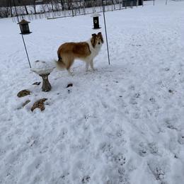 Collie and Yorkshire Terrier All Grown Up from Puppy Dog City