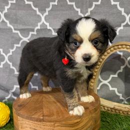 Anna - Black tri female Miniature American Shepherd puppy in Clinton, Missouri from Mockingbirds American Minis