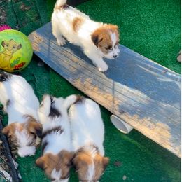Russell Terrier Puppies from Awesome Pups