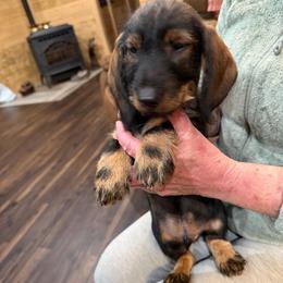 Gus - Wild boar male Dachshund puppy in Superior, Montana from Never Land Dachshunds of Montana