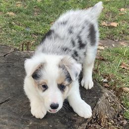 Companion Crosses from Australian Cattle Dog Mix