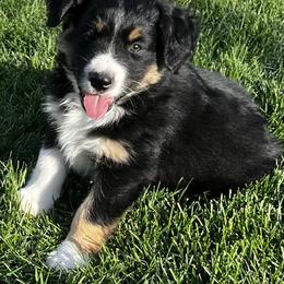 Black Tri Male 1- Cosmo - Black tri male Miniature Australian Shepherd puppy in Denair, California from CenCal Mini Aussies