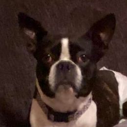 Boston Terriers from Kayden's Pups