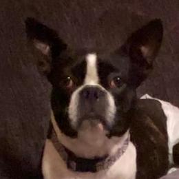 Boston Terriers from Kayden's Pups