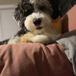 Stormi - Bernedoodle