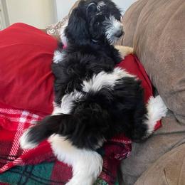 Goldendoodle, Golden Retriever, and Sheepadoodle Puppies from Guppy Puppies