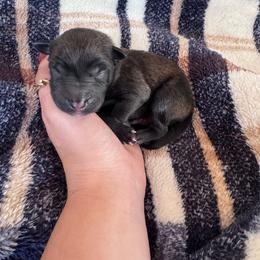 Chunk - Fawn male Belgian Malinois puppy in East Freedom, Pennsylvania from CR Belgian Malinois