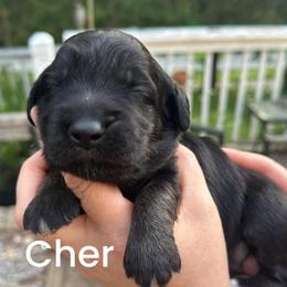Cher - Phantom female Goldendoodle puppy in Prosperity, Pennsylvania from Stelladoodles & Company