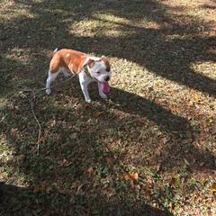 Blast - Red and white male Staffordshire Bull Terrier puppy in Georgetown, Texas from Bruhaus Kennels