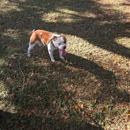 Blast - Red and white male Staffordshire Bull Terrier puppy in Georgetown, Texas from Bruhaus Kennels