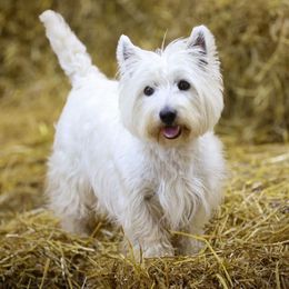 Kimber - West Highland White Terrier