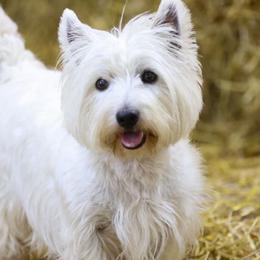Kimber - West Highland White Terrier
