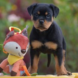 Girl 1 - Black and mahogany female Rottweiler puppy in Catawissa, Pennsylvania from Sharp Ridge Rottweilers
