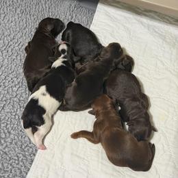 Boy 3 - Chocolate male Australian Labradoodle puppy in Mount Gilead, North Carolina from Tillery Labradoodles