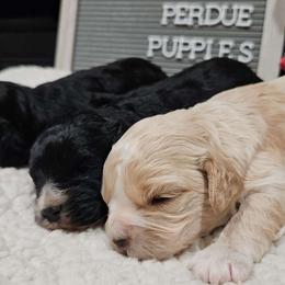 Cavapoo, Cockapoo, Goldendoodle, and Maltipoo Puppies from Perdue Puppies