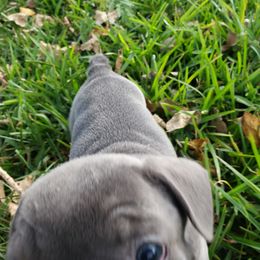 French Bulldog Puppies from Fetching Frenchies of SWFL