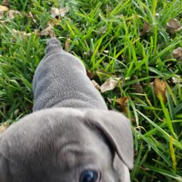 French Bulldog Puppies from Fetching Frenchies of SWFL