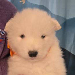 Orange boy - White and biscuit male Samoyed puppy in Elwell, Michigan from Limelight Samoyeds