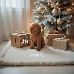 Hazel - Red  female Poodle puppy in Queen Creek, Arizona from Poised Poodles