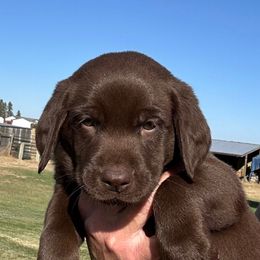 No Collar - Chocolate male Labrador Retriever puppy in Spokane, Washington from Learn's Labs
